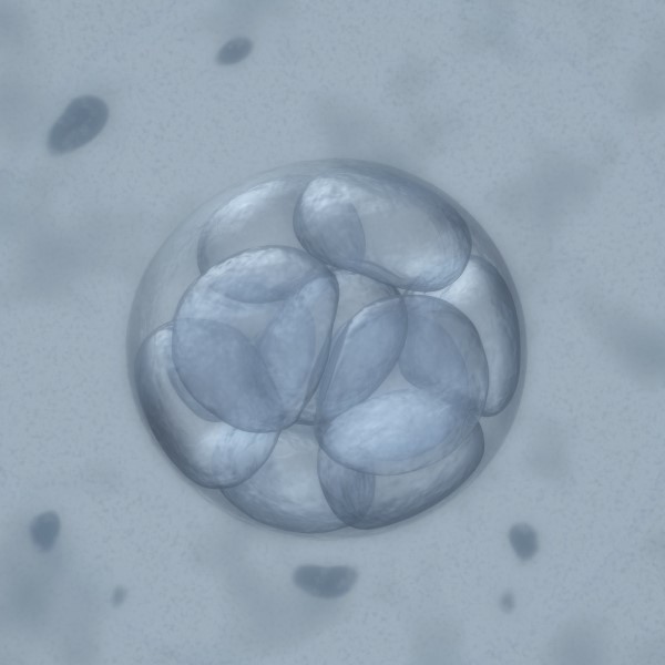 egg donor welfare abroad