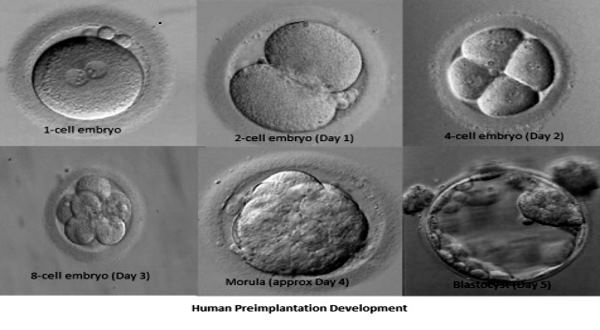 embryos blastocyst development