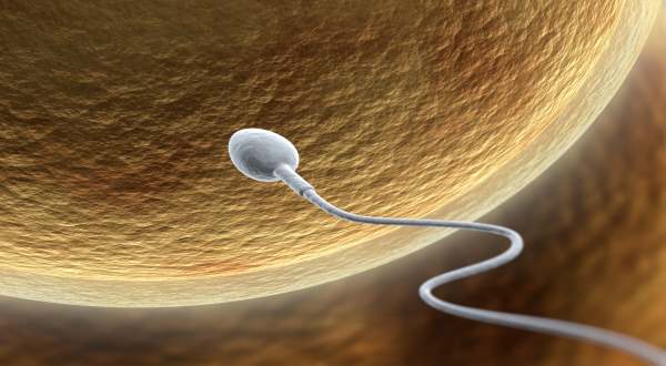 egg and spem IVF 
